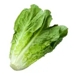 Lettuce